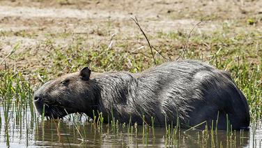 Ein Wasserschwein trottet am Rand des Fairways der Olympischen Golfer. © dpa Foto: Erik S. Lesser