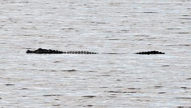 Ein Kaiman schwimmt im See am Golfplatz in Rio. © dpa Foto: Facundo Arrizabalaga